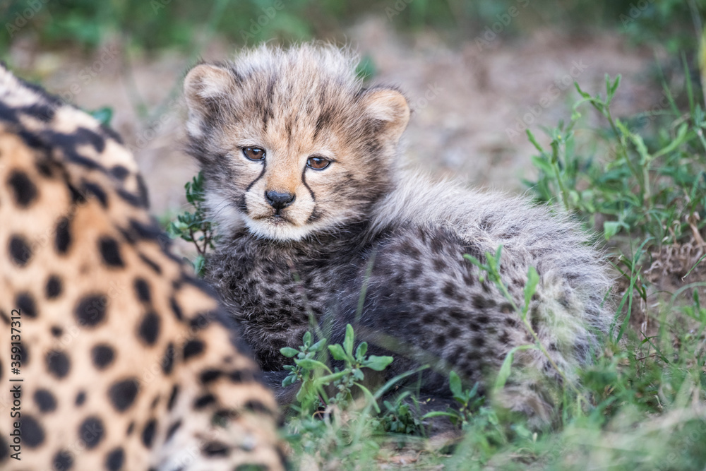 Endagered baby cheetah cub Endagered baby cheetah cub