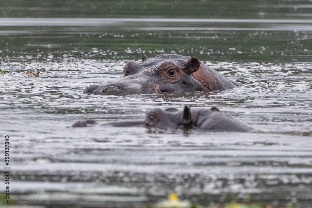 Nearly submerged hippotomus in blue water yawns wide open, showing all its teeth, facing mostly towards the camera, Ngorongoro Conservation Area, Tanzania Nearly submerged hippotomus in blue water yawns wide open, showing all its teeth, facing mostly towards the camera, Ngorongoro Conservation Area, Tanzania