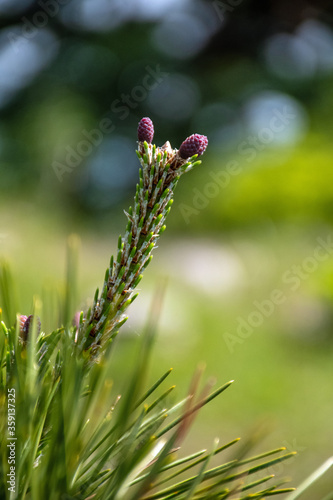 close up of a pine plant