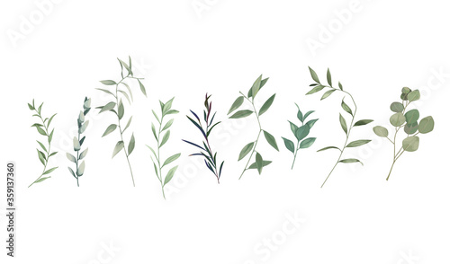 Floral greenery set with eucalyptus branch and herbs on white background. Botanical collection. Vector illustration