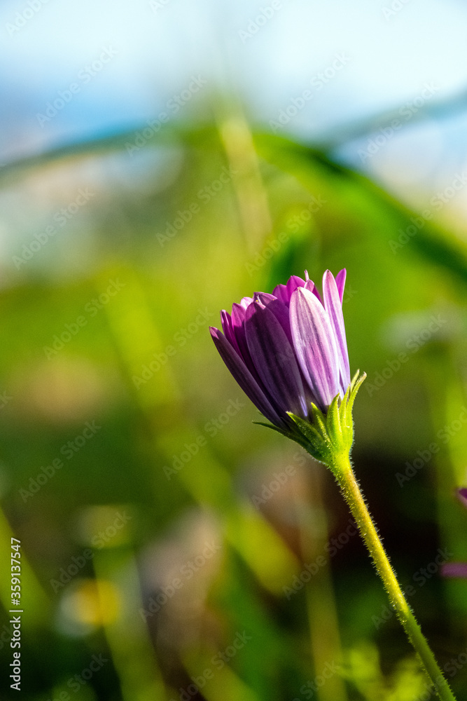 pink lotus flower in bloom pink lotus flower in bloom