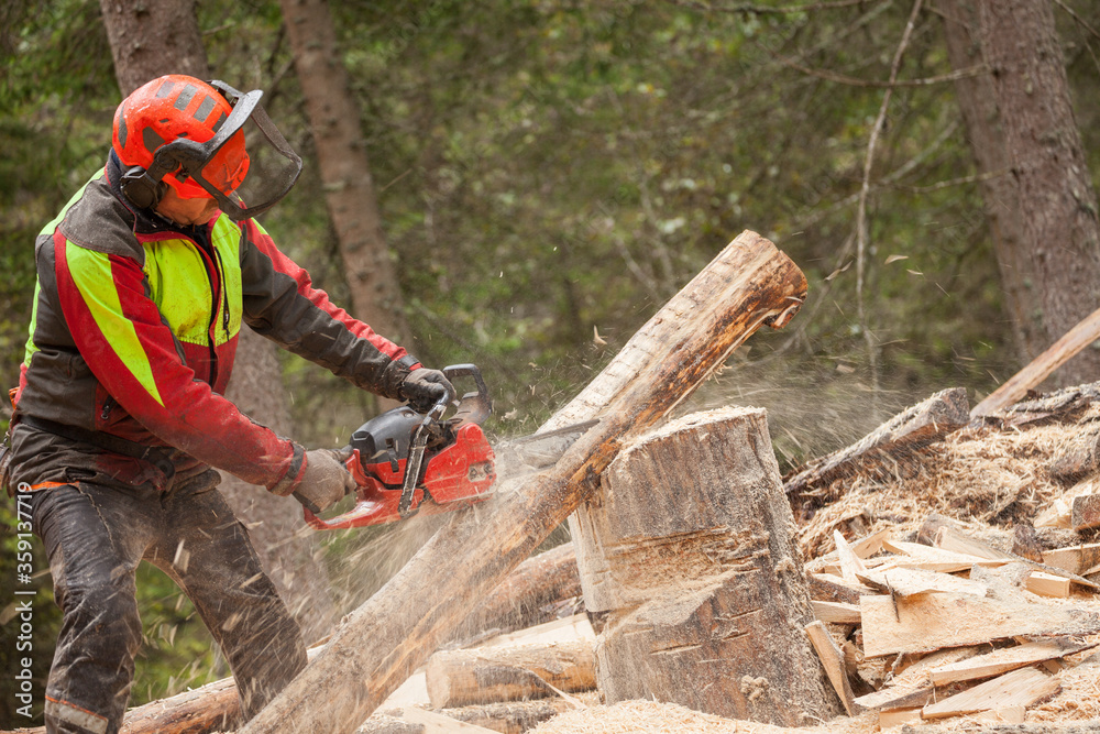 Naklejka premium A lumberjack working safely with chainsaw and protection equipment inside an Italian forest