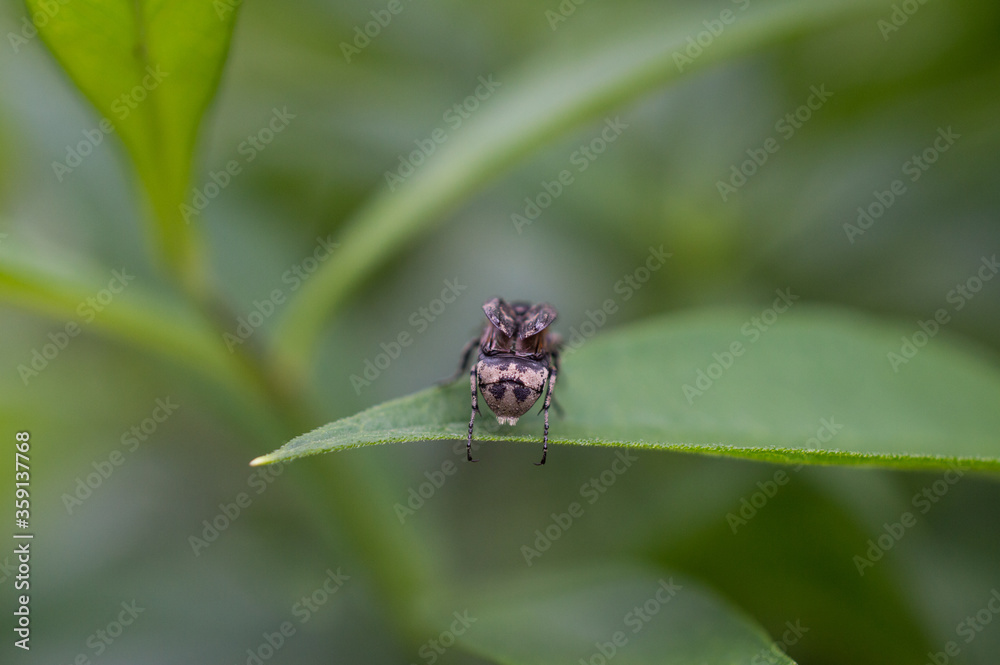 Insect2 Insect2
