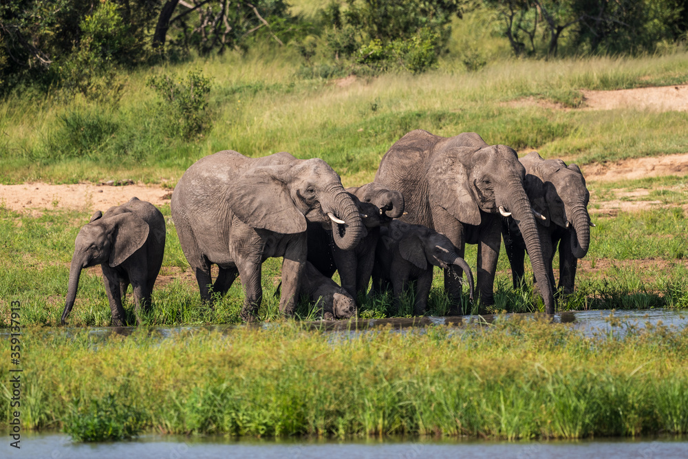 Fototapeta premium Wild african elephant close up, Botswana, Africa