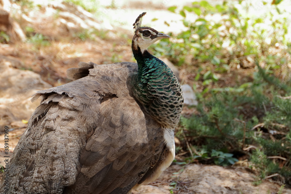 Fototapeta premium Peacock