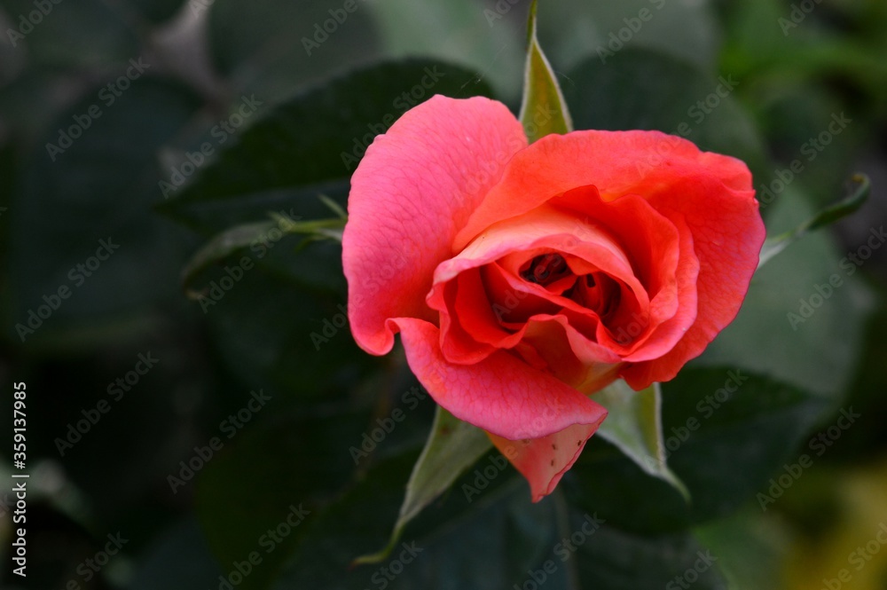 pink rose bud in spring