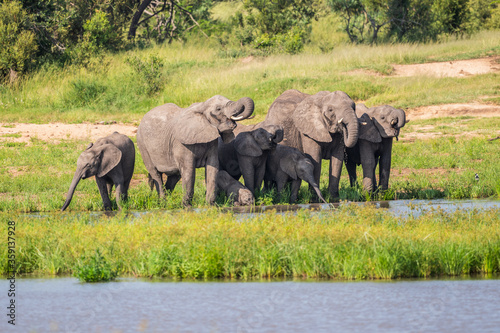 Wild african elephant close up  Botswana  Africa