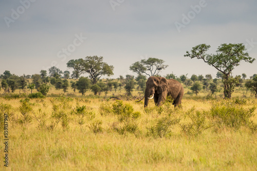 Wild african elephant close up  Botswana  Africa