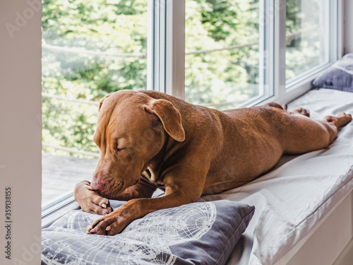 Lovable, pretty puppy of chocolate color. Close-up, indoor. Day light. Concept of care, education, obedience training, raising pets