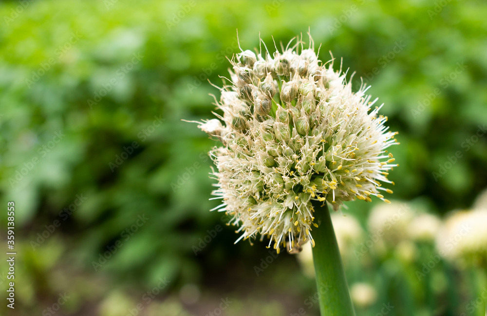 Overblown chives head in spring / summer garden