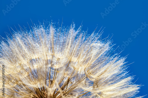 Fluffy dandelion close-up