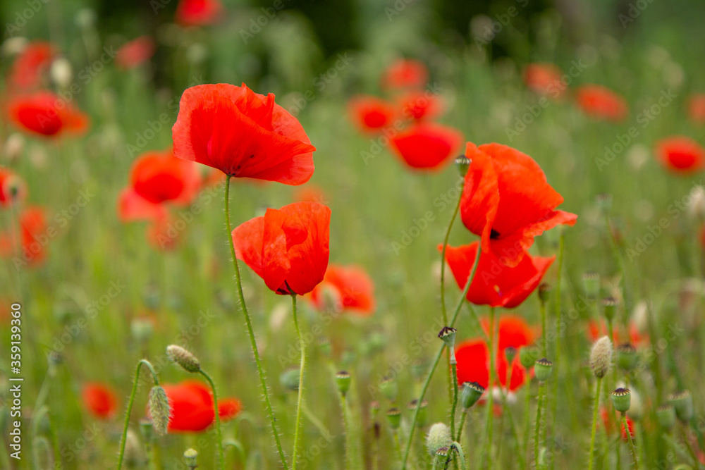 Obraz premium Red poppy flowers in a meadow. (The flowers of the common poppy – also called field or corn poppy – Papaver rhoeas.) Shot in 2016 in Slovakia.