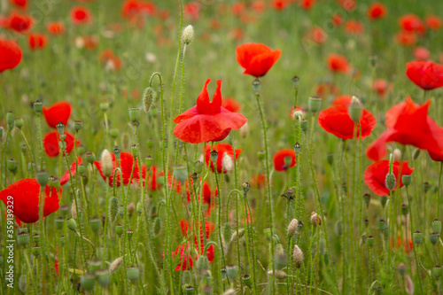 Red poppy flowers in a meadow. (The flowers of the common poppy – also called field or corn poppy – Papaver rhoeas.) Shot in 2016 in Slovakia. © Adam Ján Figeľ