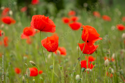 Red poppy flowers in a meadow. (The flowers of the common poppy – also called field or corn poppy – Papaver rhoeas.) Shot in 2016 in Slovakia.