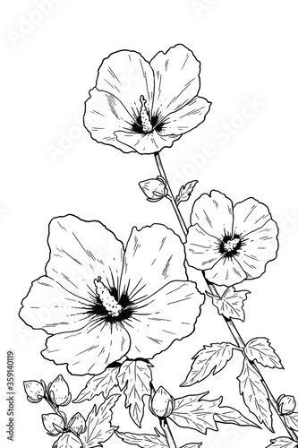 Rose of Sharon. Mugunghwa, the national flower of South Korea. Vector line art illustration.