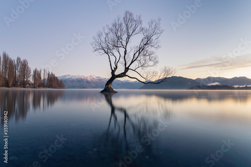 Wanaka Tree - New Zealand
