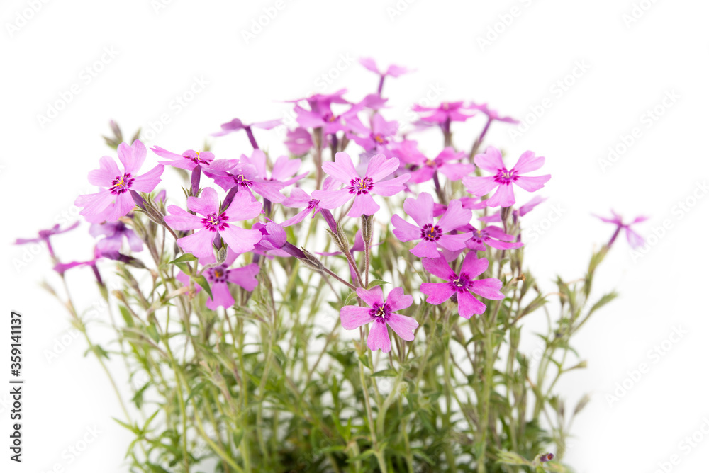 Violet blossom small meadow flowers in the summer Violet blossom small meadow flowers in the summer