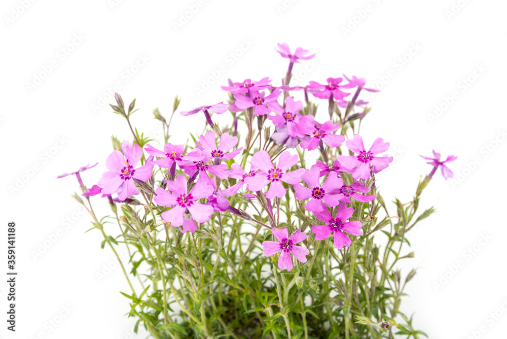 Violet blossom small meadow flowers in the summer Violet blossom small meadow flowers in the summer