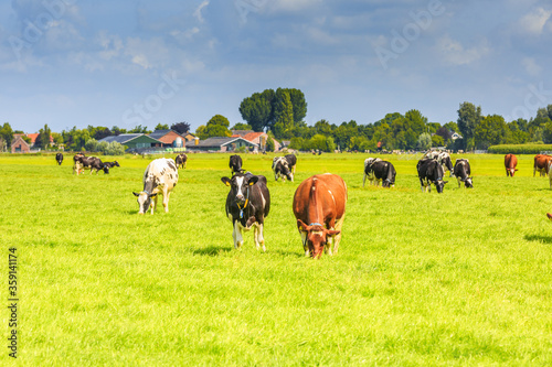 Fototapeta Naklejka Na Ścianę i Meble -  Dutch polder and meadow landscape in the summer with juicy green grass and grazing black and brown white cows against a horizon with hedgerows and farms and a  Dutch cloudy sky