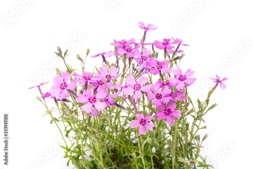 Fototapeta Naklejka Na Ścianę i Meble -  Violet blossom small meadow flowers in the summer