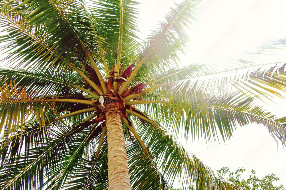 Obraz premium coconut palm tree