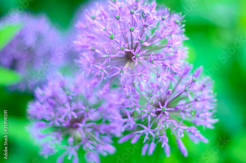 bee on lavender