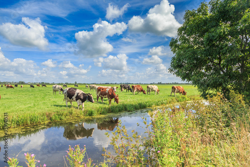 Fototapeta Naklejka Na Ścianę i Meble -  Dutch polder and meadow landscape in the summer with juicy green grass and grazing black and brown white cows against a horizon with hedgerows and farms and a  Dutch cloudy sky