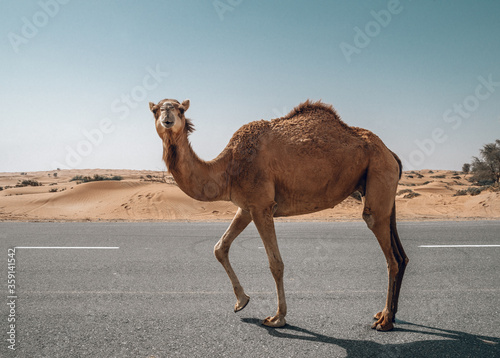 camel walking dowon the street in desert
