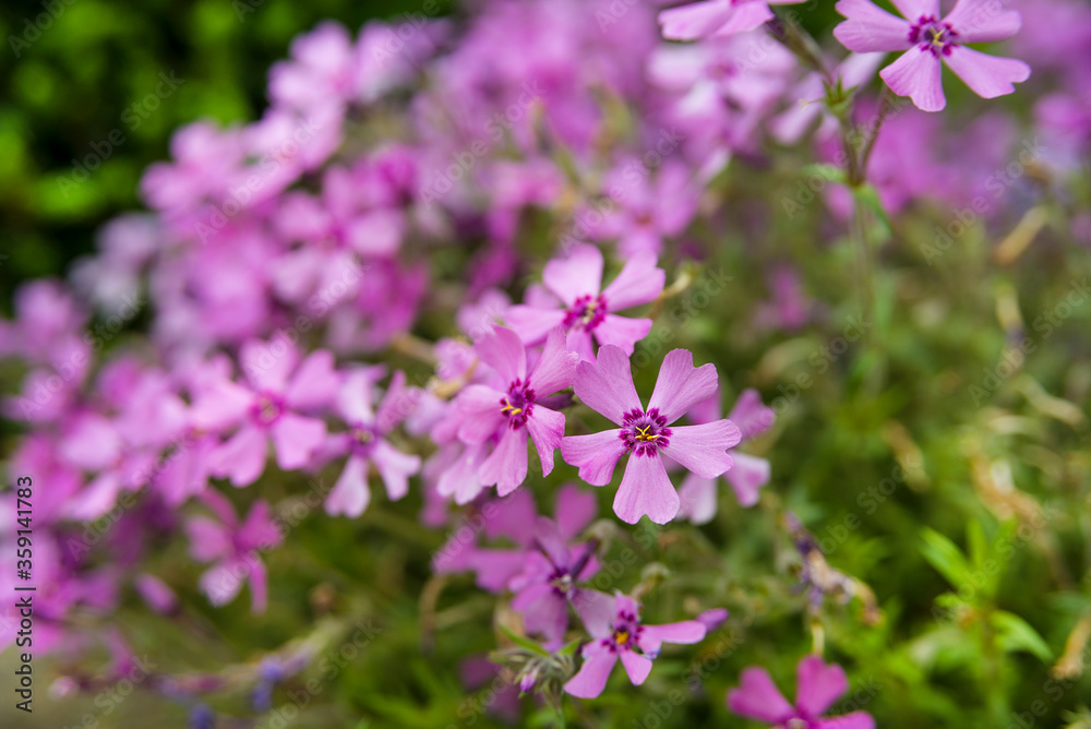 Violet blossom small meadow flowers in the summer Violet blossom small meadow flowers in the summer