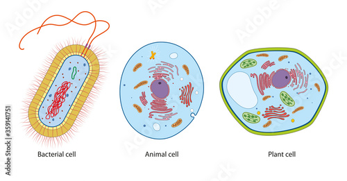 Fototapeta Naklejka Na Ścianę i Meble -  Difference between bacteria, animal and plant cells