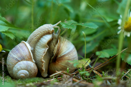 Weinbergschnecken