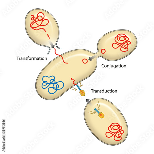 Bacteria recombination. Bacterial transformation, conjugation, transduction. Genetics