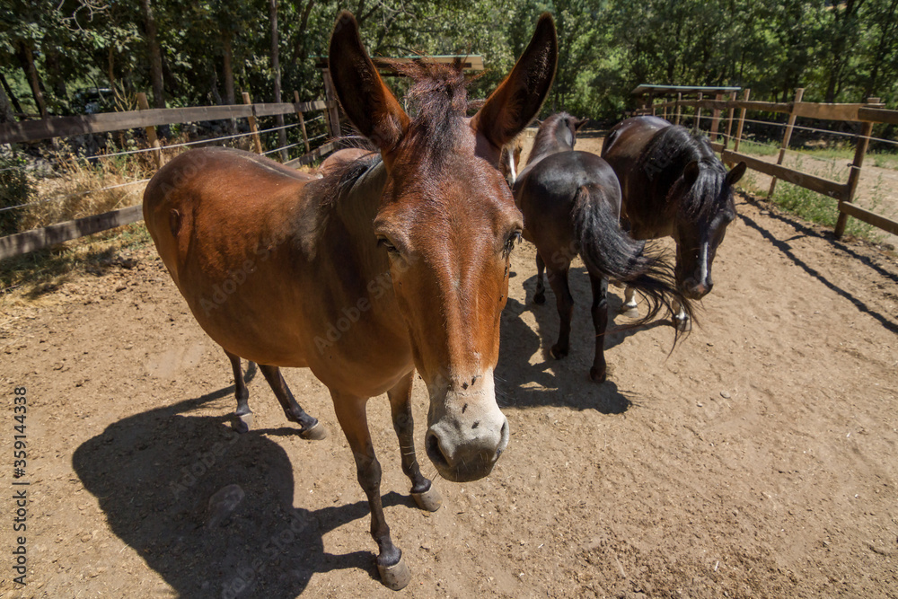 Mule facing camera with two black ponies in the background. Stock Photo |  Adobe Stock