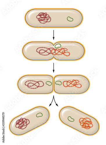 Φωτογραφία Process of bacterial fission. Reproduction.