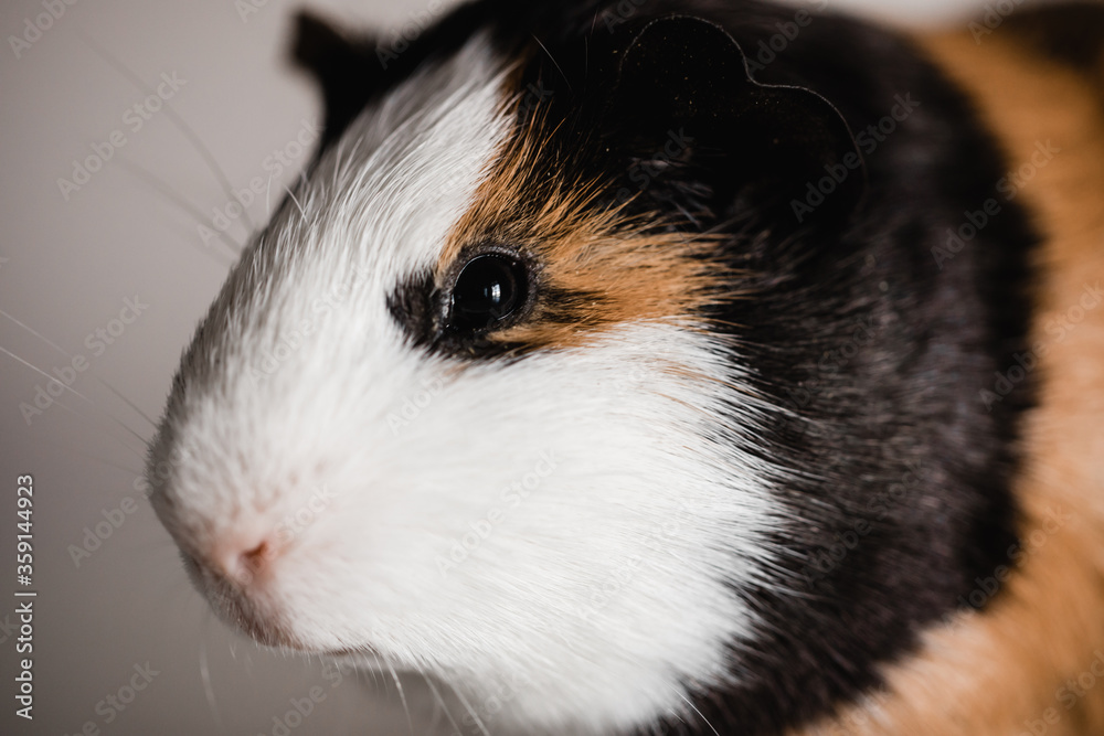 Close up of a tri color american guinea pig Close up of a tri color american guinea pig
