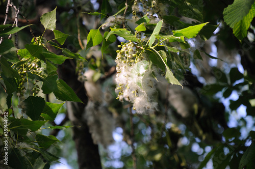 poplar fluff