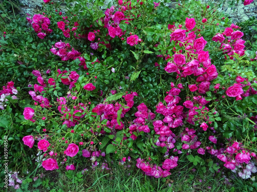 Rosier buisson rose