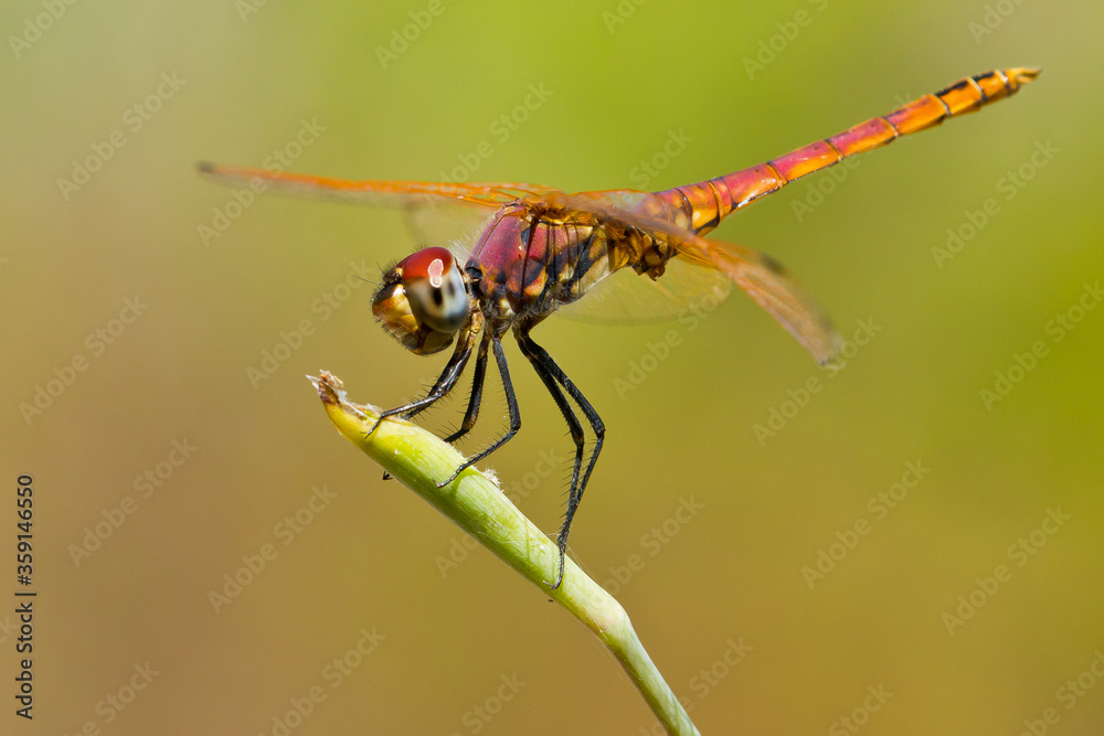Trithemis annulata, libélula de color lila rojizo sobre la rama verde. Trithemis annulata, libélula de color lila rojizo sobre la rama verde.