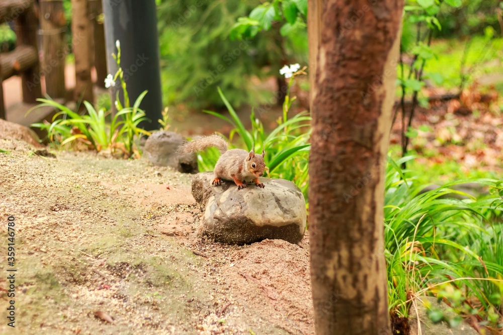 Squirrel sitting on a stone with trees and grass in the background