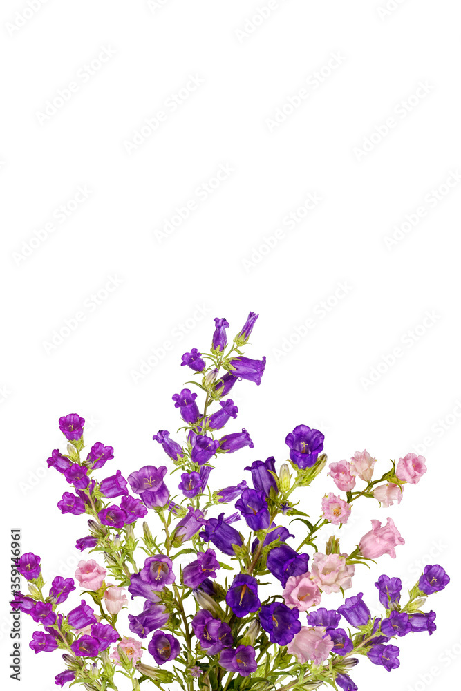 Campanula Flowers. Beautiful hand-bell isolated on background. Copy spase, flat lay, top view, Holiday symbol. Greeting card Campanula Flowers. Beautiful hand-bell isolated on background. Copy spase, flat lay, top view, Holiday symbol. Greeting card