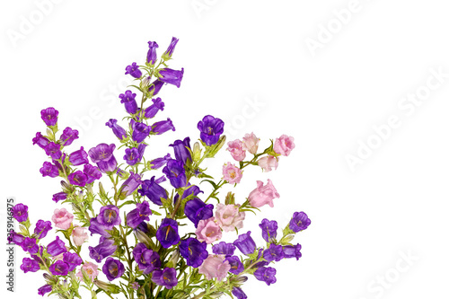 Campanula Flowers. Beautiful  hand-bell isolated on background. Copy spase, flat lay, top view, Holiday symbol. Greeting card