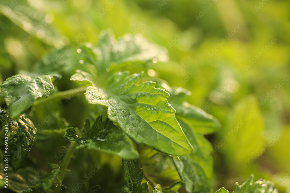 Closeup view of tomato seedlings with water drops on blurred background Closeup view of tomato seedlings with water drops on blurred background