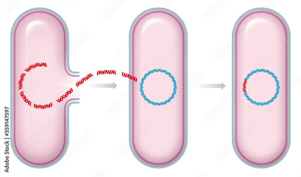 Illustration of bacterial transformation Illustration of bacterial transformation