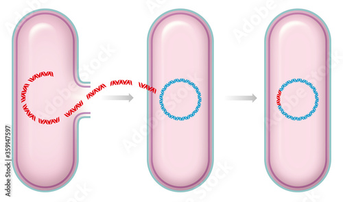 Photos Illustration of bacterial transformation