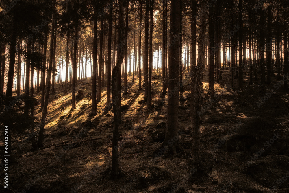 Sonnenstrahlen im dunklen Wald