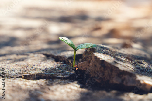 Fototapeta Naklejka Na Ścianę i Meble -  Beautiful small tree plant grow on cracked street , new life growth ecology development business financial concept
