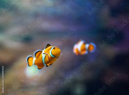 Clown Fish in an Aquarium with another one in the background