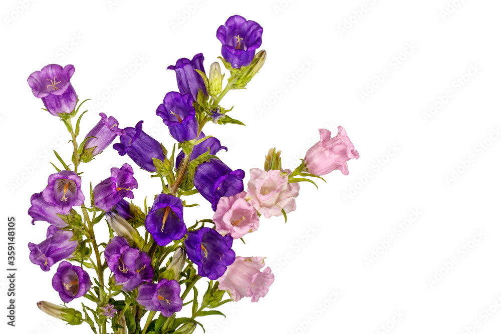 Campanula Flowers. Beautiful  hand-bell isolated on white background