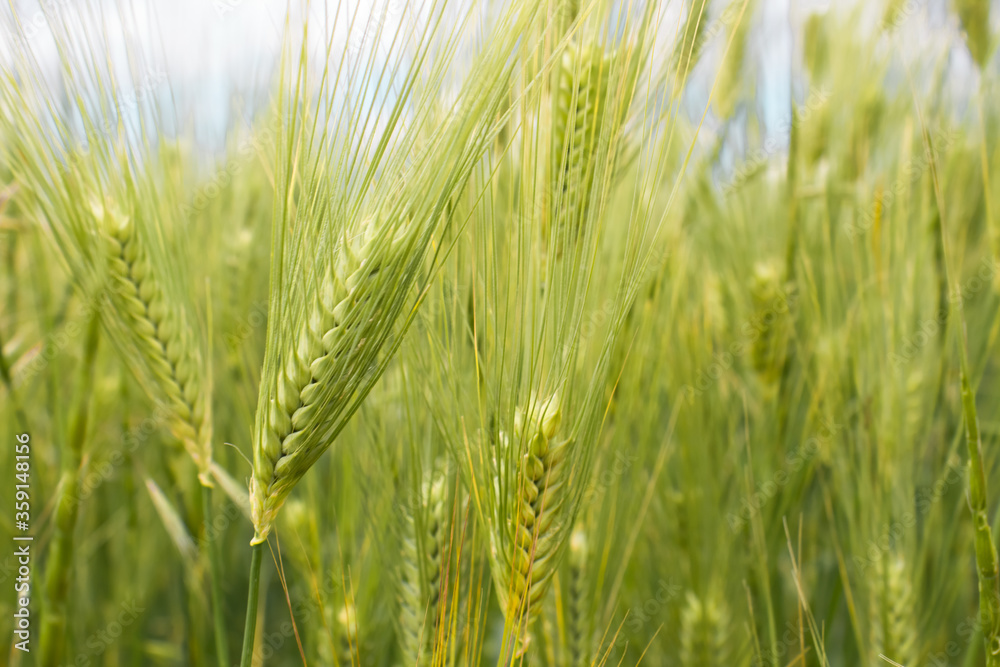 Green young spikelets of wheat close-up on the field. Ripening wheat on a sunny day Green young spikelets of wheat close-up on the field. Ripening wheat on a sunny day