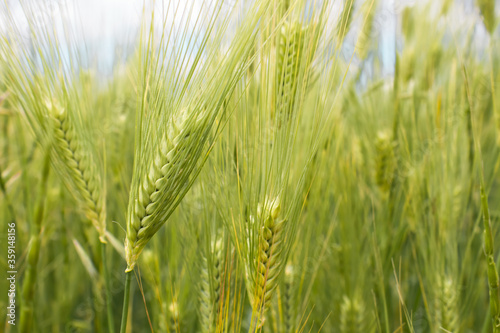  Green young spikelets of wheat close-up on the field. Ripening wheat on a sunny day